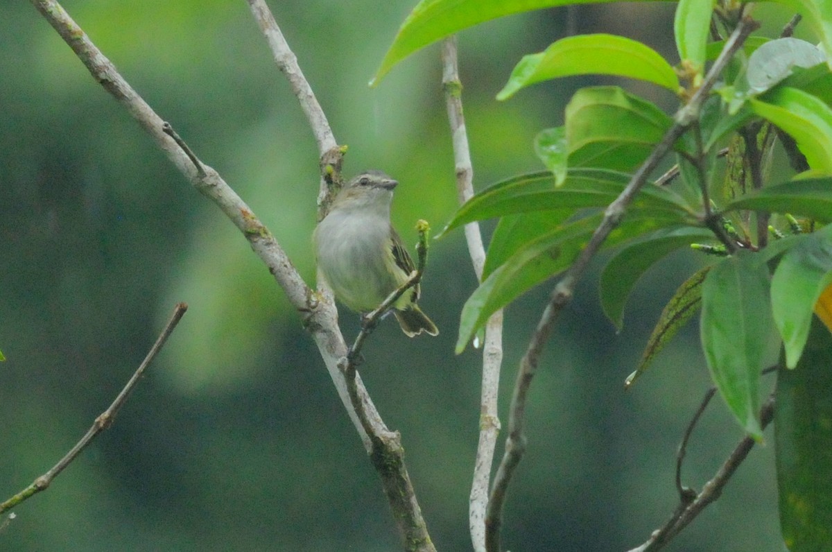 Mistletoe Tyrannulet - Bruce Mast