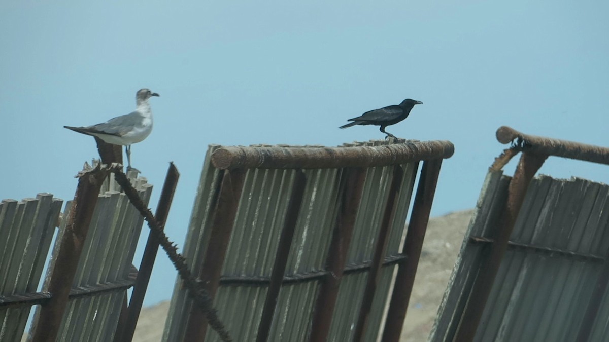 Tamaulipas Crow - ML347640821