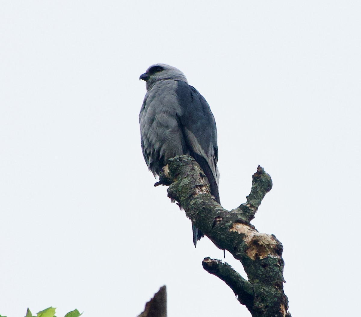 iktinie mississippská - ML347642911