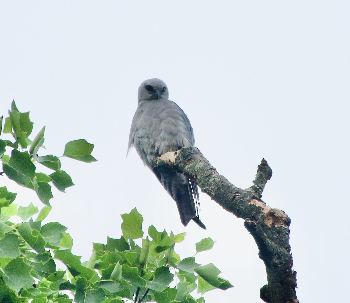 iktinie mississippská - ML347642921