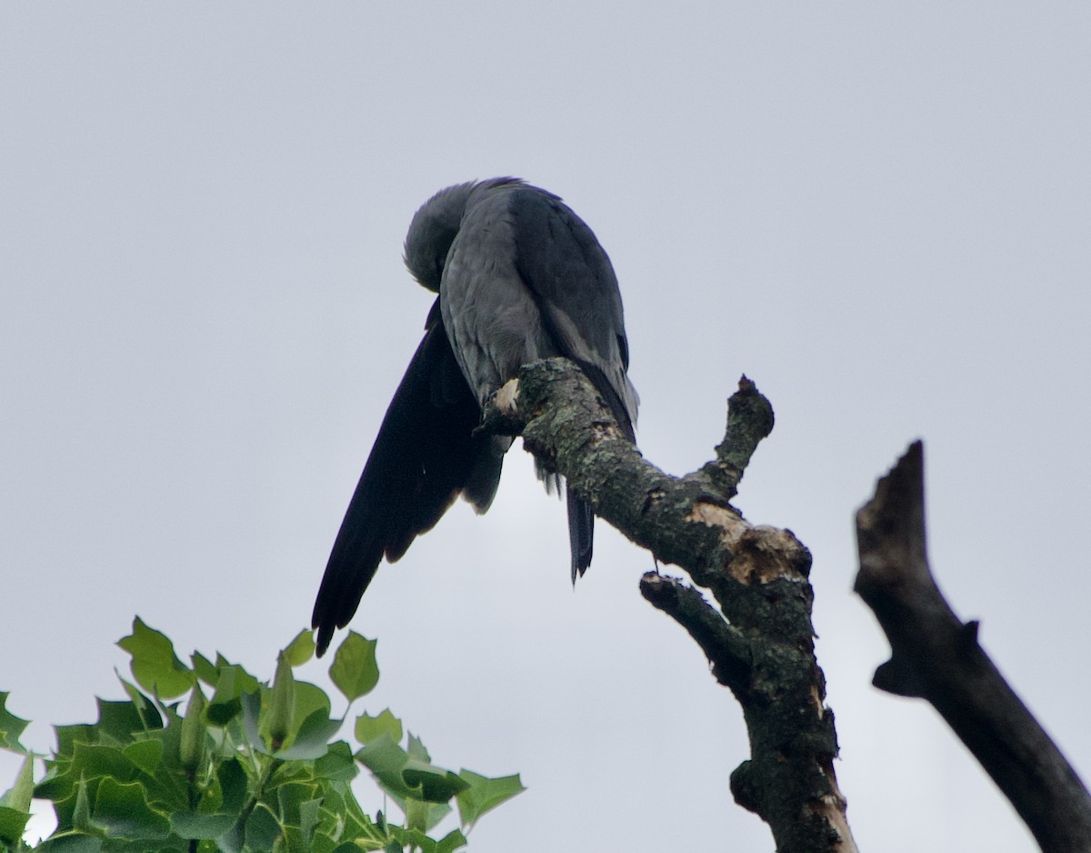 iktinie mississippská - ML347642931