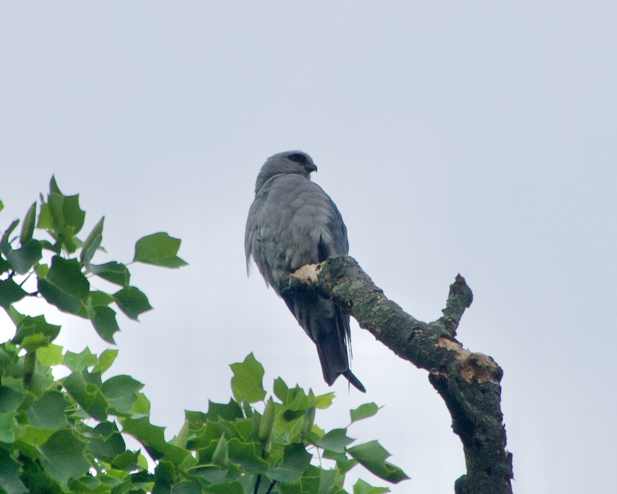 iktinie mississippská - ML347642941