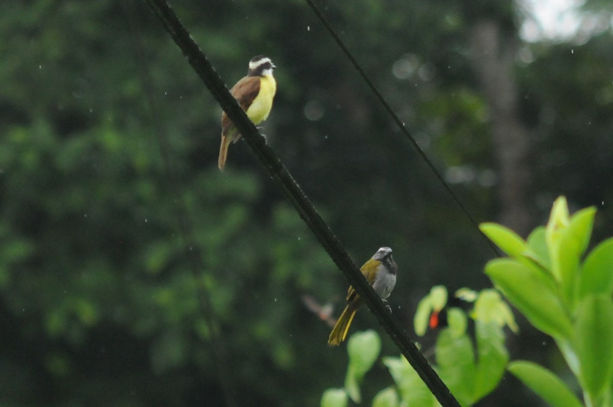 Buff-throated Saltator - ML34764381