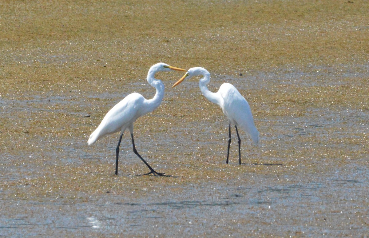 Great Egret - ML34764481