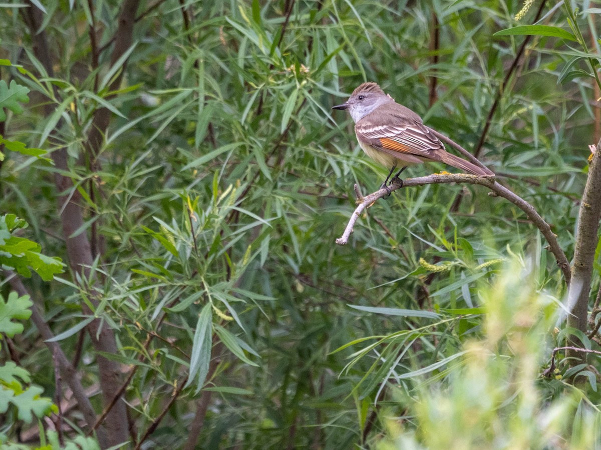 Ash-throated Flycatcher - Tim Ludwick