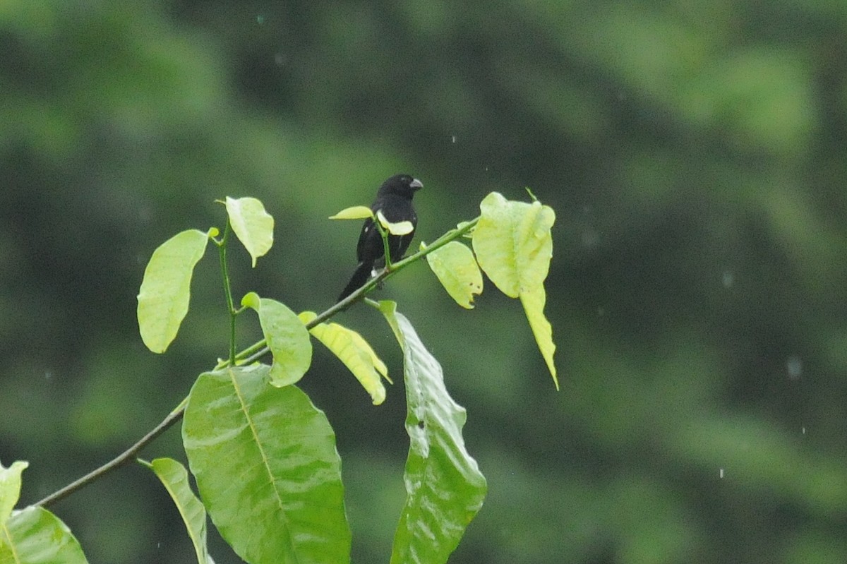 Variable Seedeater - Bruce Mast