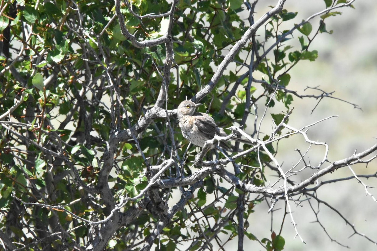 Sage Thrasher - ML347646001