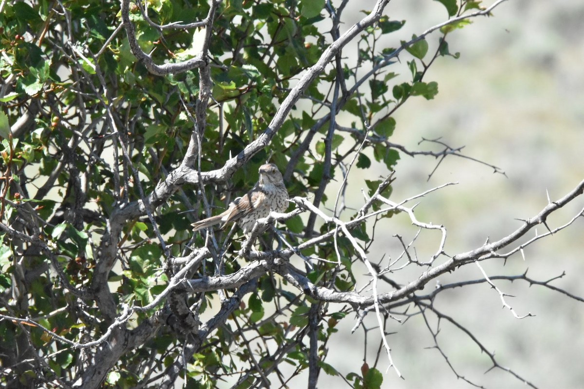 Sage Thrasher - ML347646011