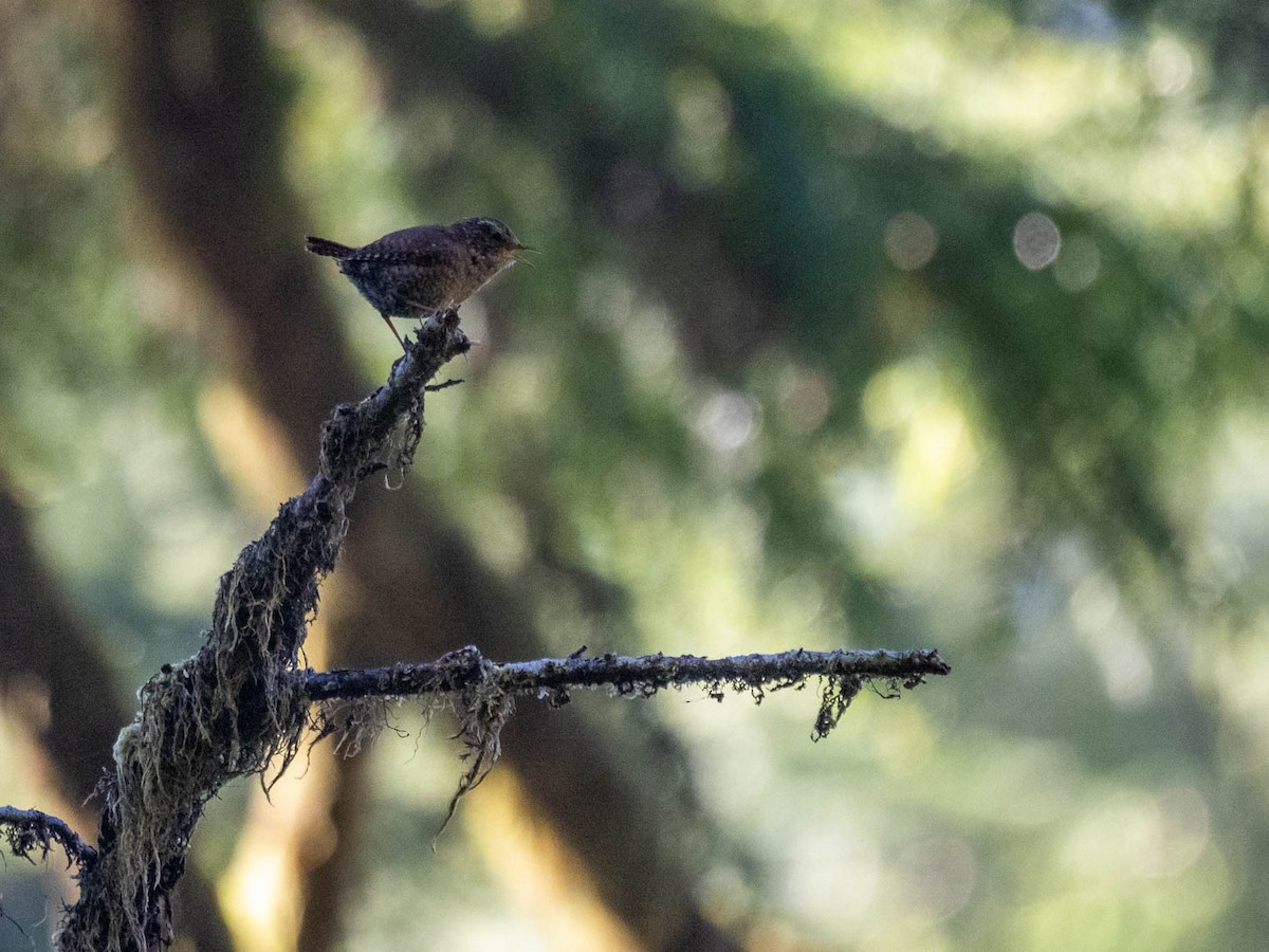 Pacific Wren - Tim Ludwick