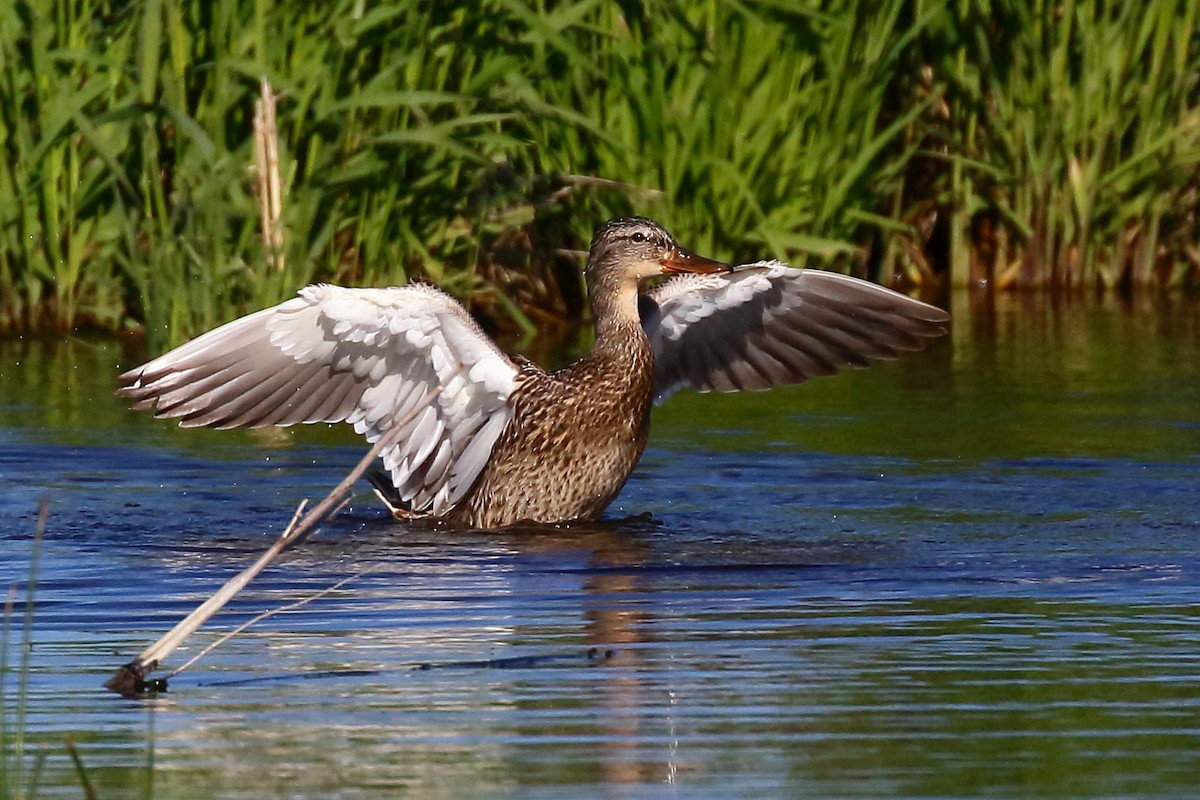 Canard colvert - ML347646911