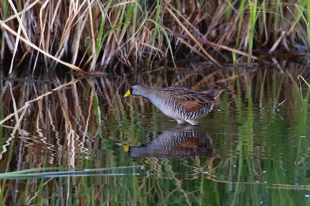 Polluela Sora - ML347647561