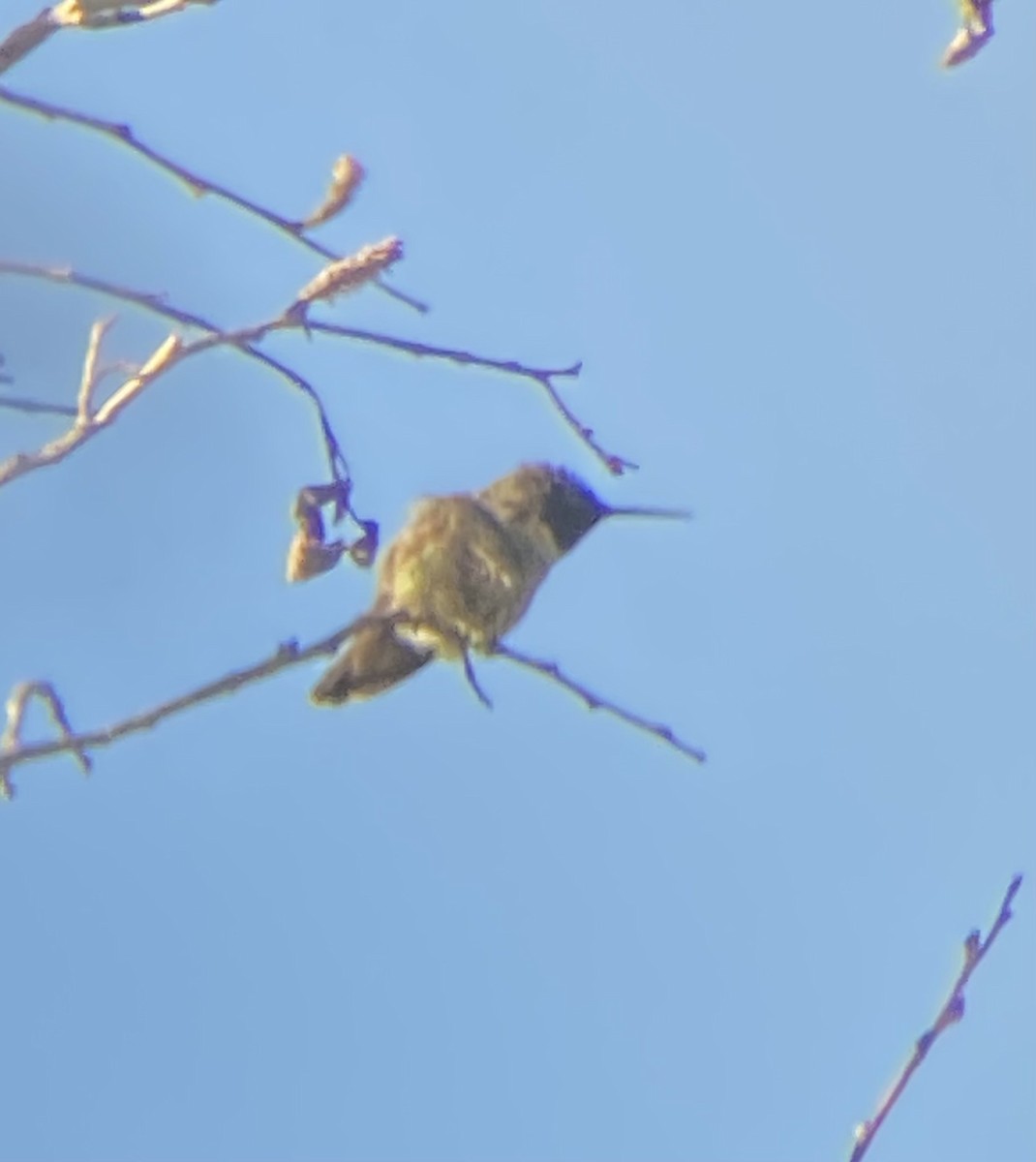 Black-chinned Hummingbird - ML347647611