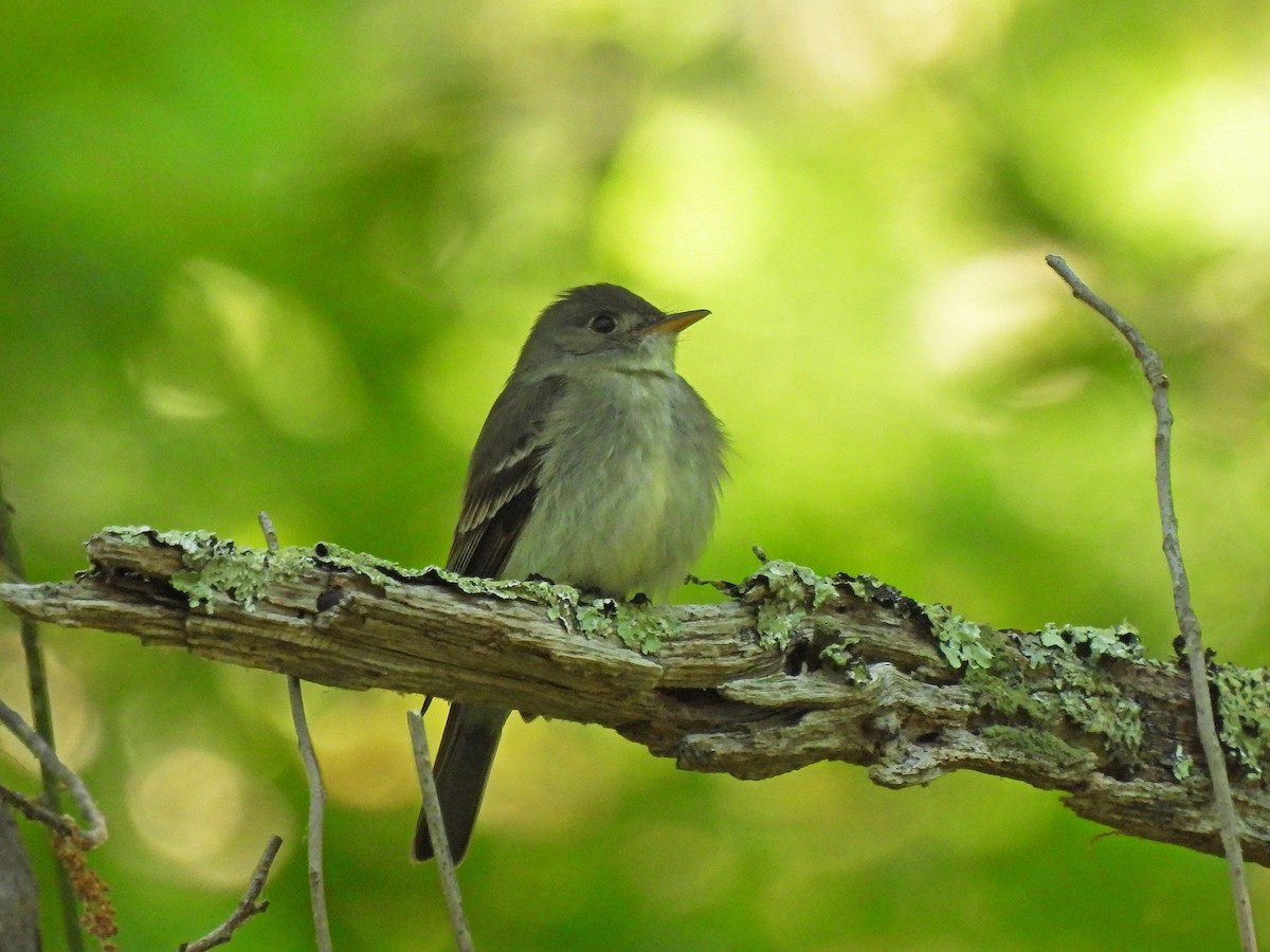 Eastern Wood-Pewee - ML347647741