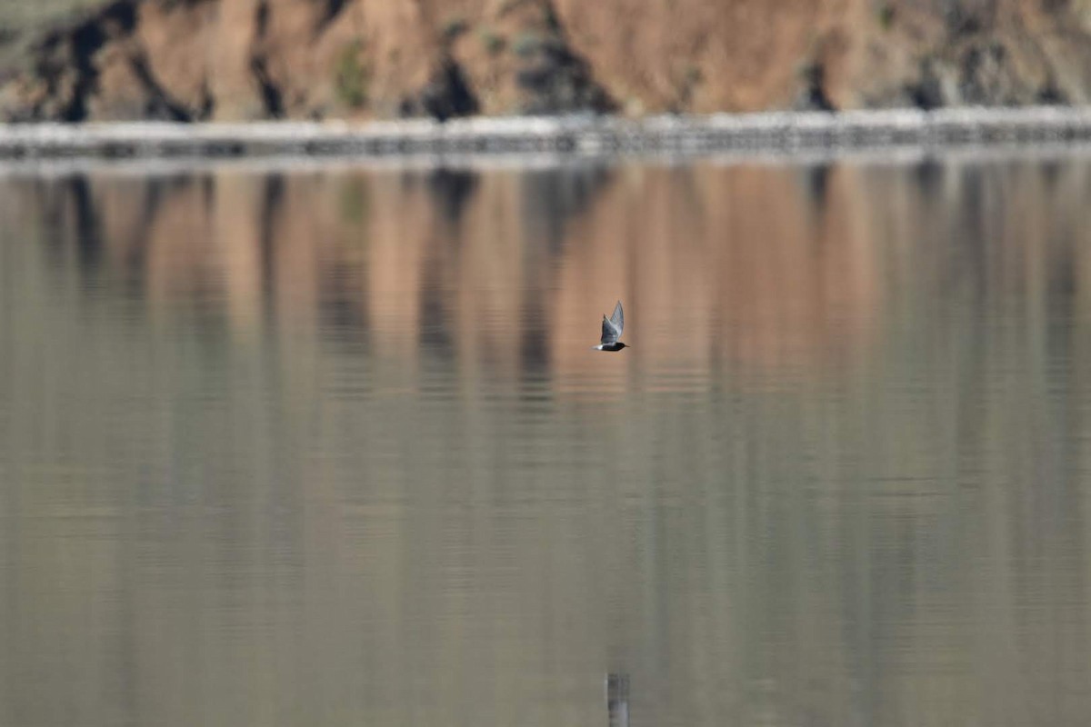 Black Tern - ML347648381