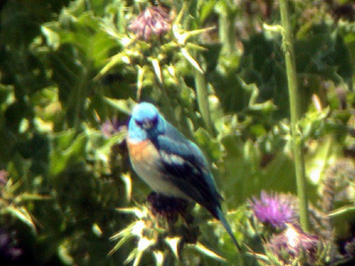 Lazuli Bunting - ML34764851