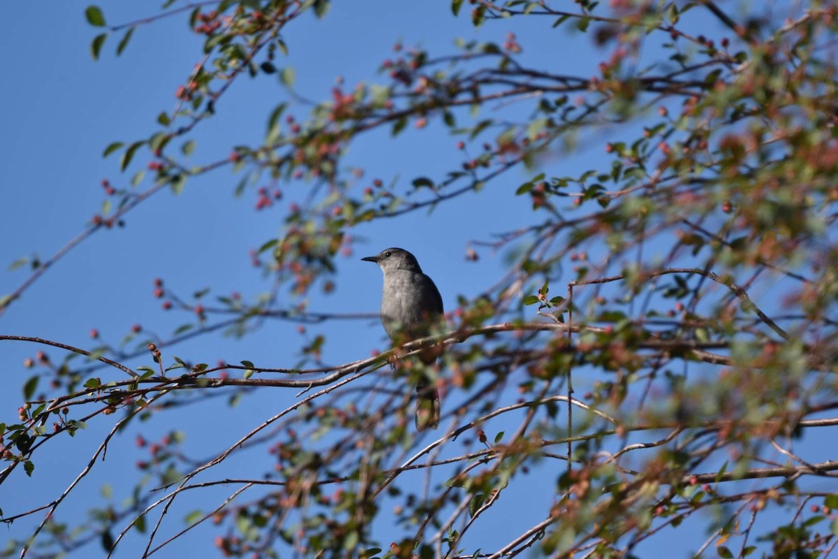 Gray Catbird - ML347648631