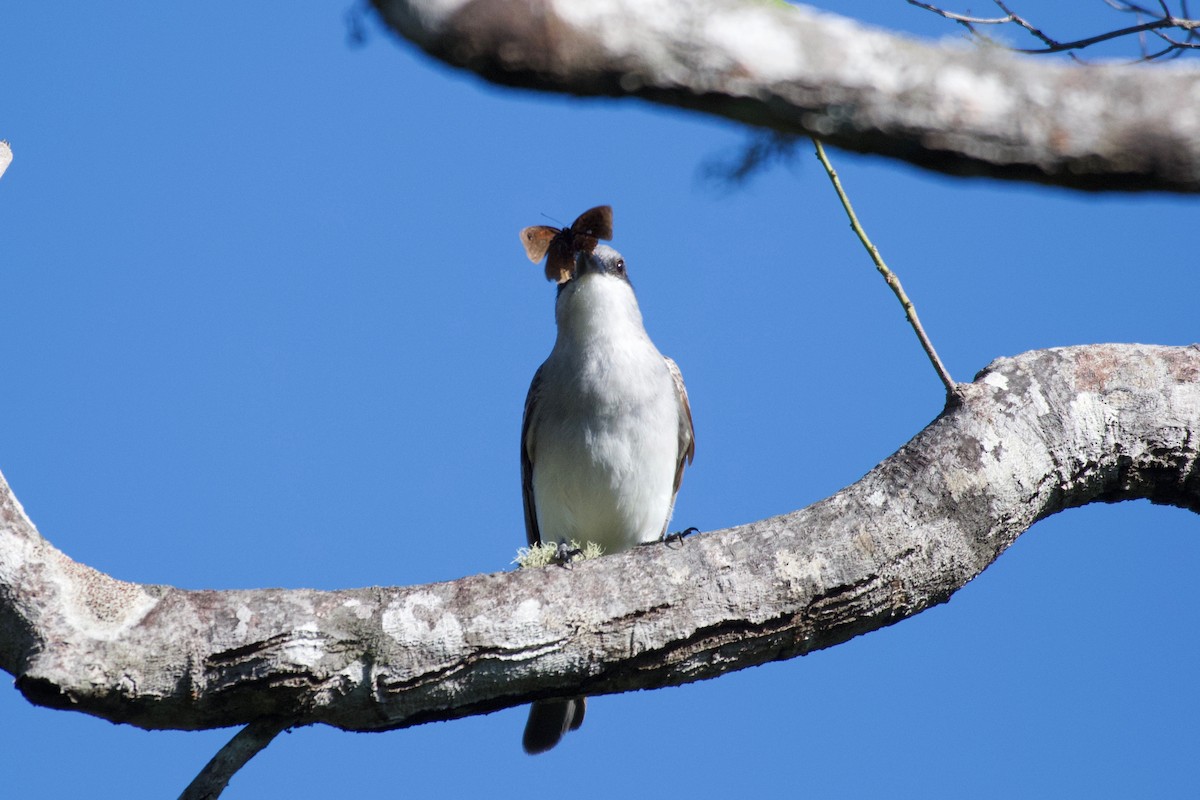 Gray Kingbird - ML347648771