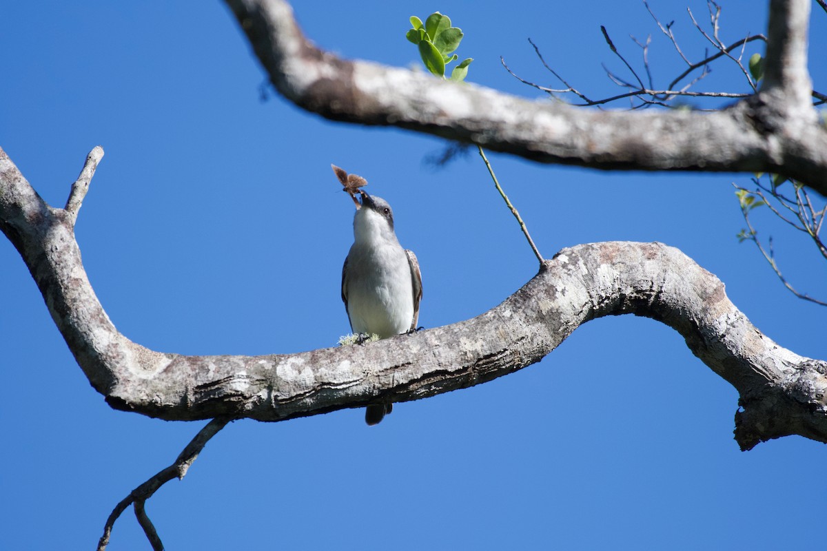 Gray Kingbird - ML347648811