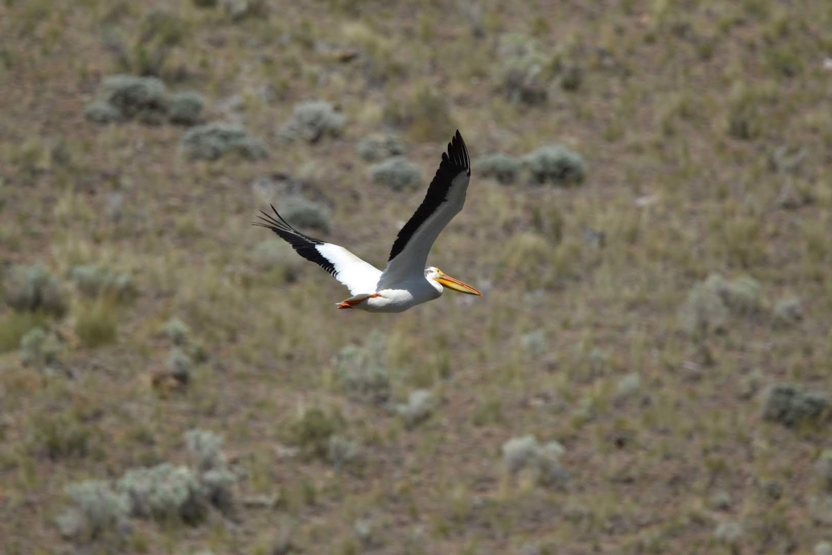 American White Pelican - ML347649191