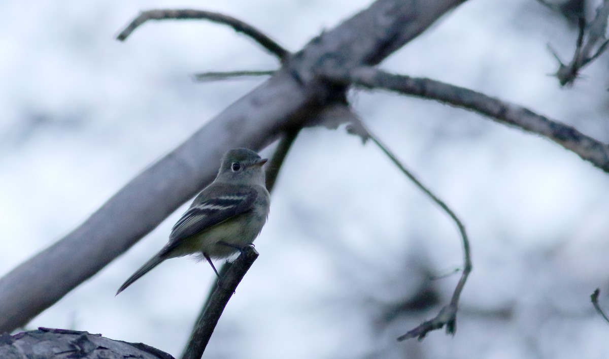 Least Flycatcher - Jay McGowan