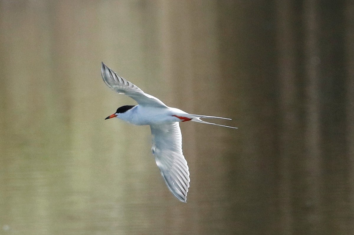 Forster's Tern - Mark  Ludwick