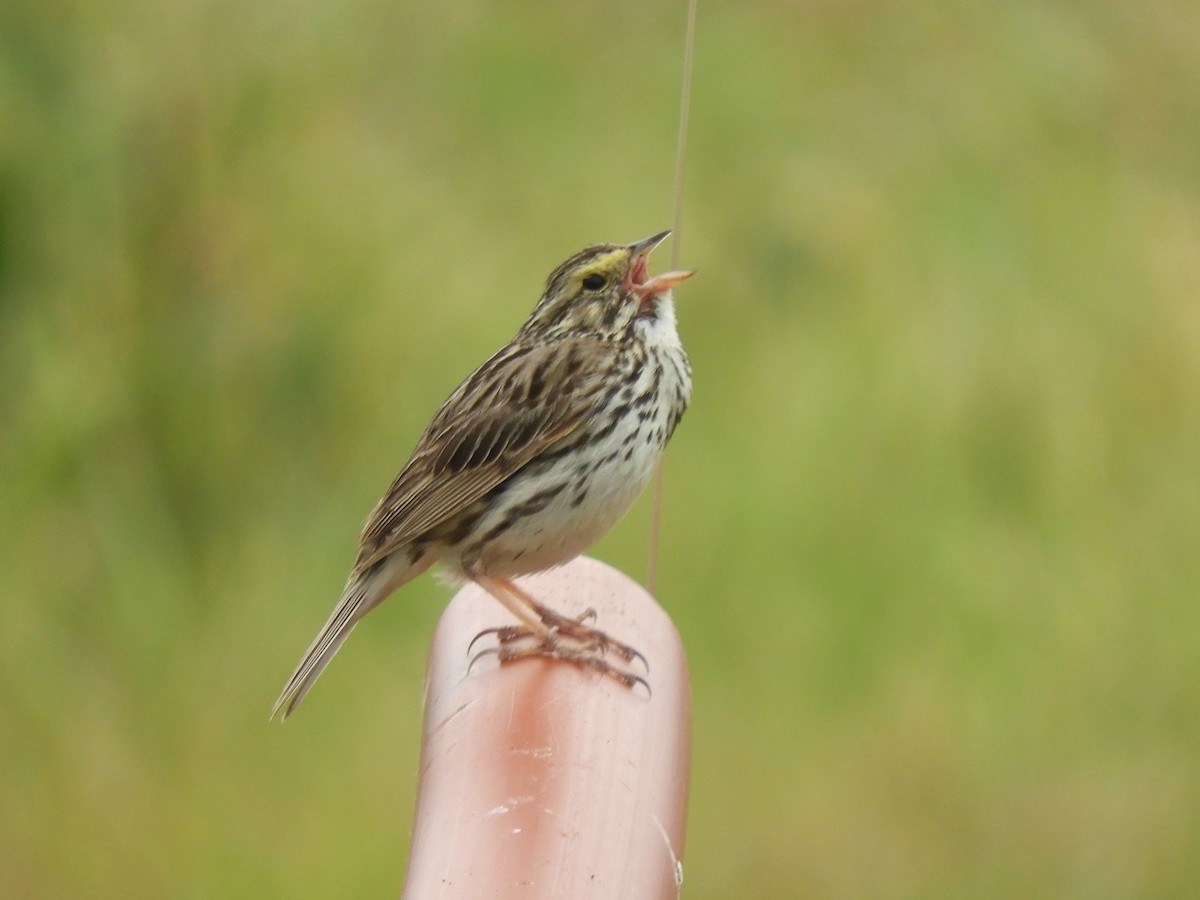 Savannah Sparrow - ML347650561