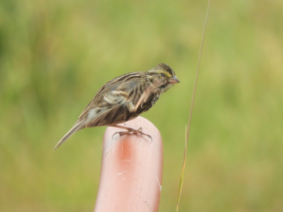 Savannah Sparrow - ML347650571