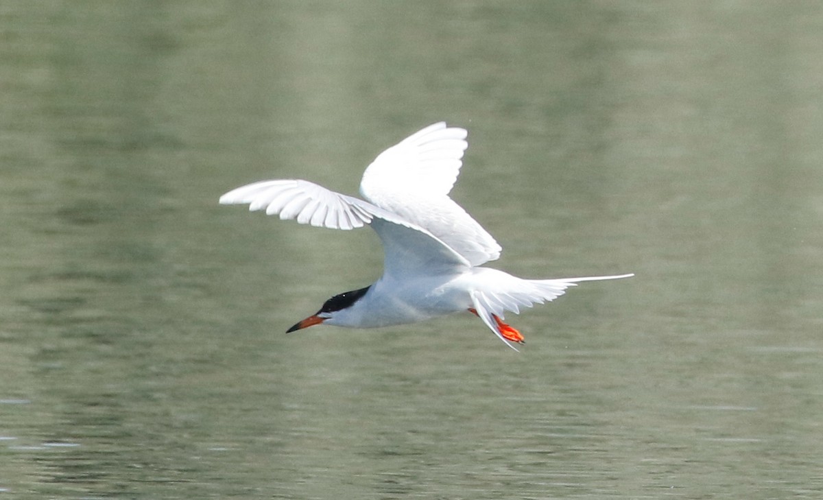 Forster's Tern - Mark  Ludwick