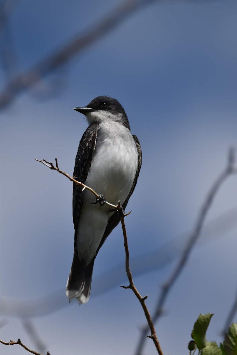 Eastern Kingbird - ML347650841