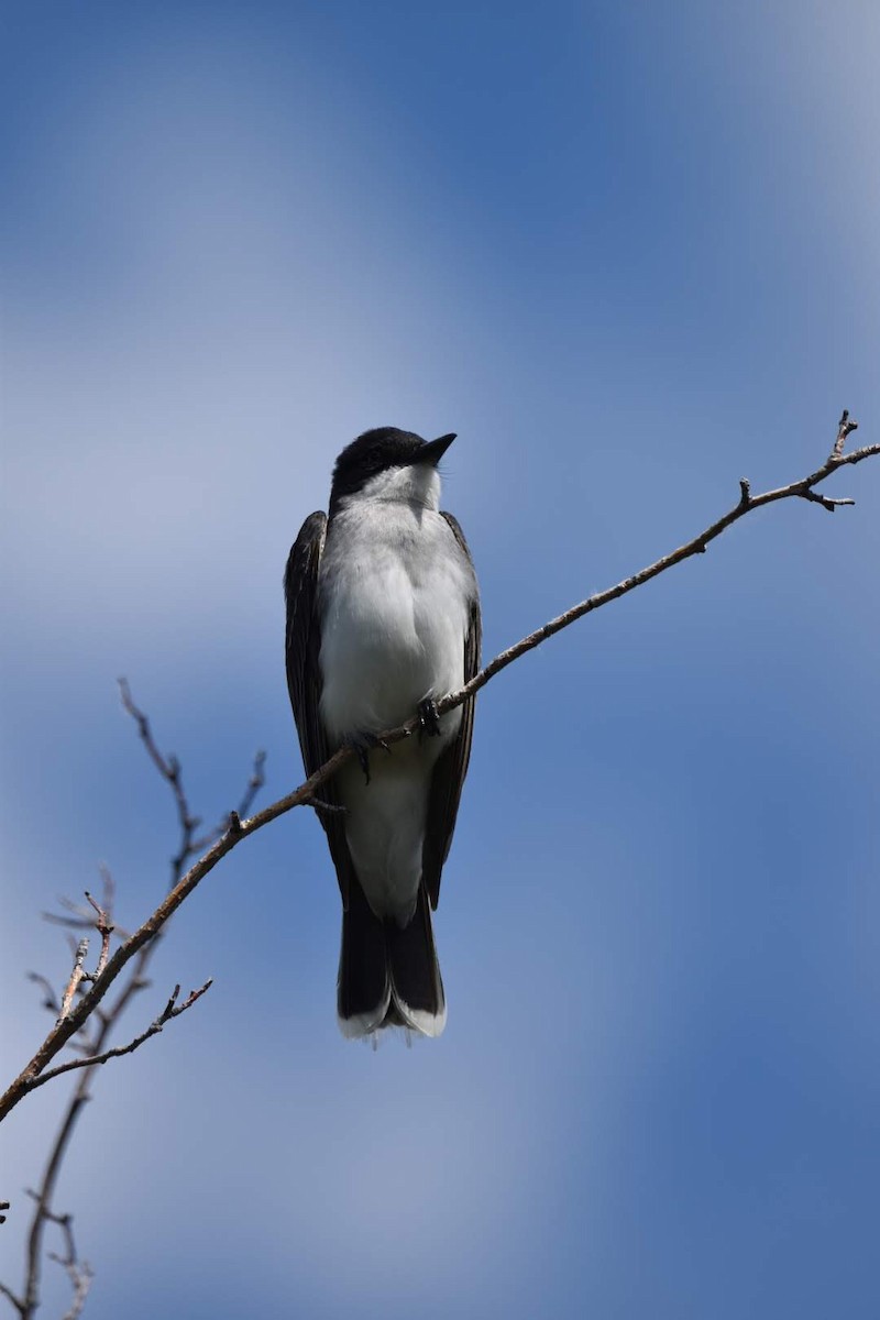 Eastern Kingbird - ML347650851