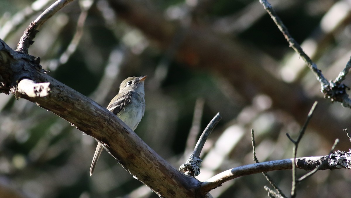 Least Flycatcher - ML34765121