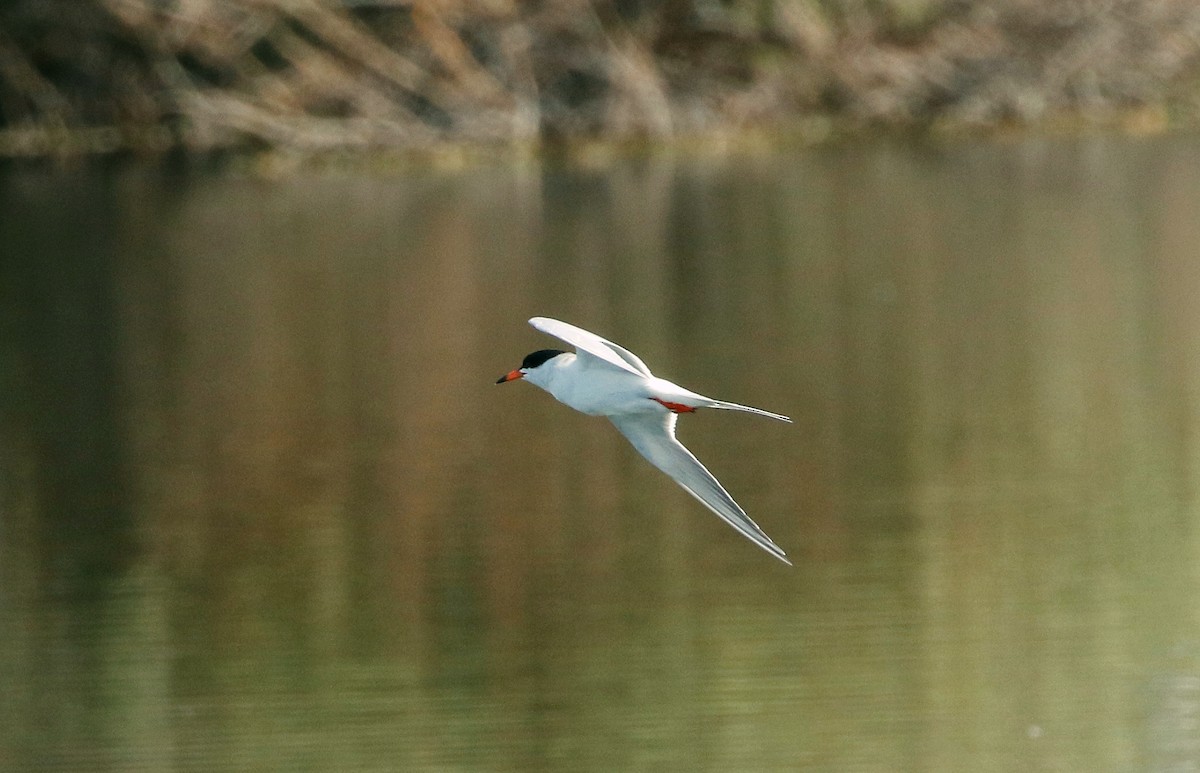 Forster's Tern - Mark  Ludwick