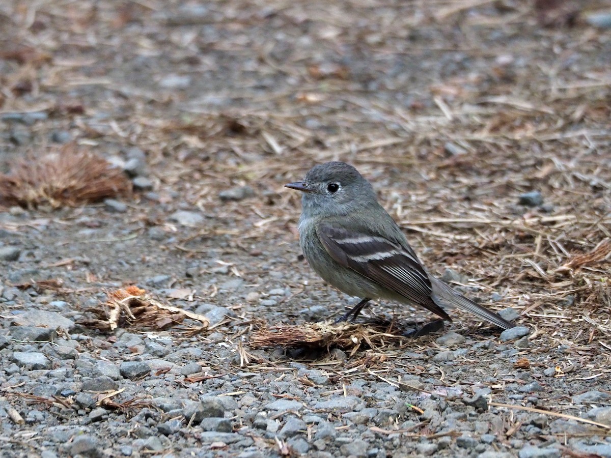 Hammond's Flycatcher - ML347651341