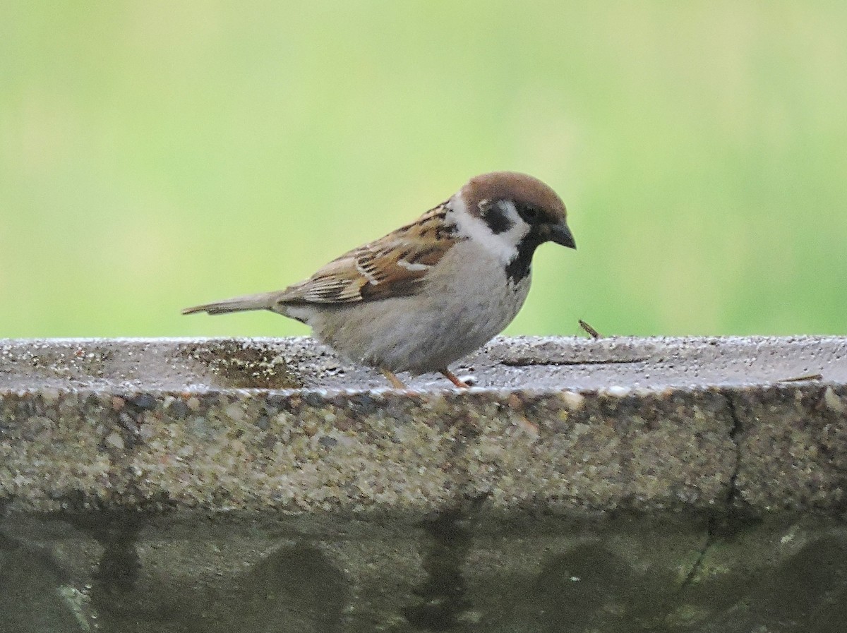 Eurasian Tree Sparrow - Melody Walsh