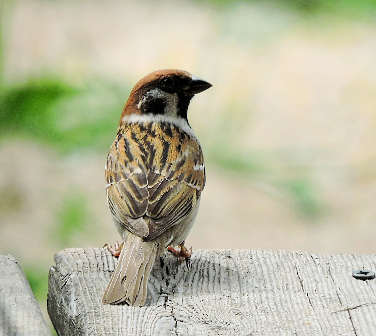 Eurasian Tree Sparrow - Melody Walsh