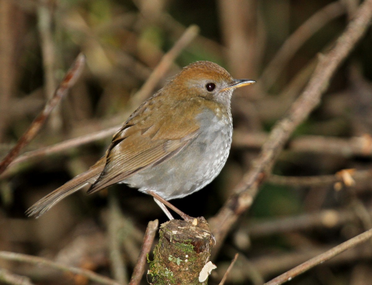 Ruddy-capped Nightingale-Thrush - ML34765481