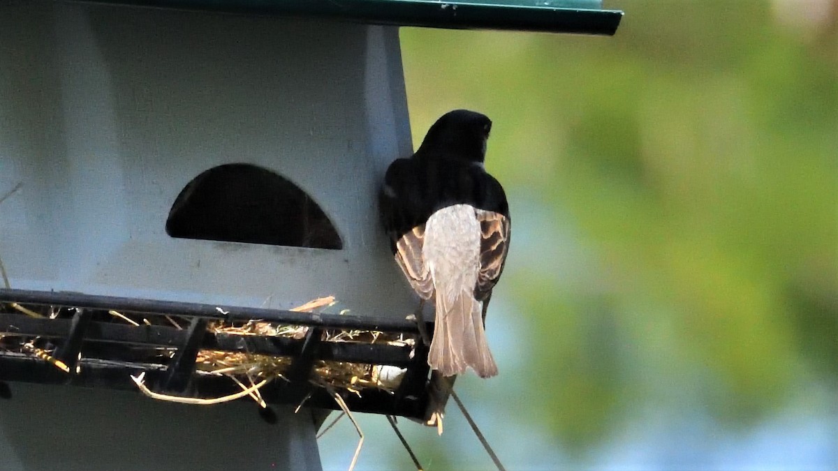 Moineau domestique - ML347655731