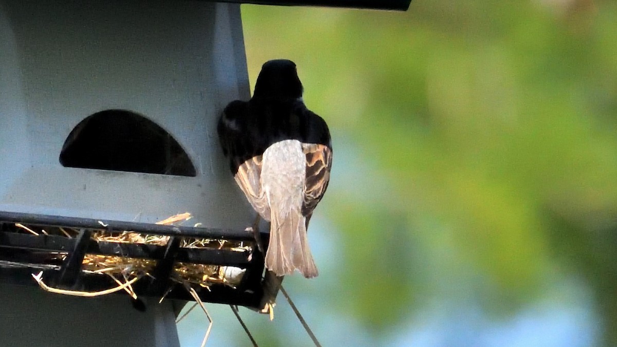 Moineau domestique - ML347655741