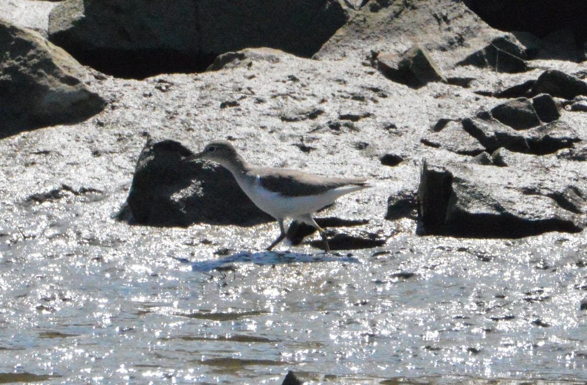 Spotted Sandpiper - ML34765581