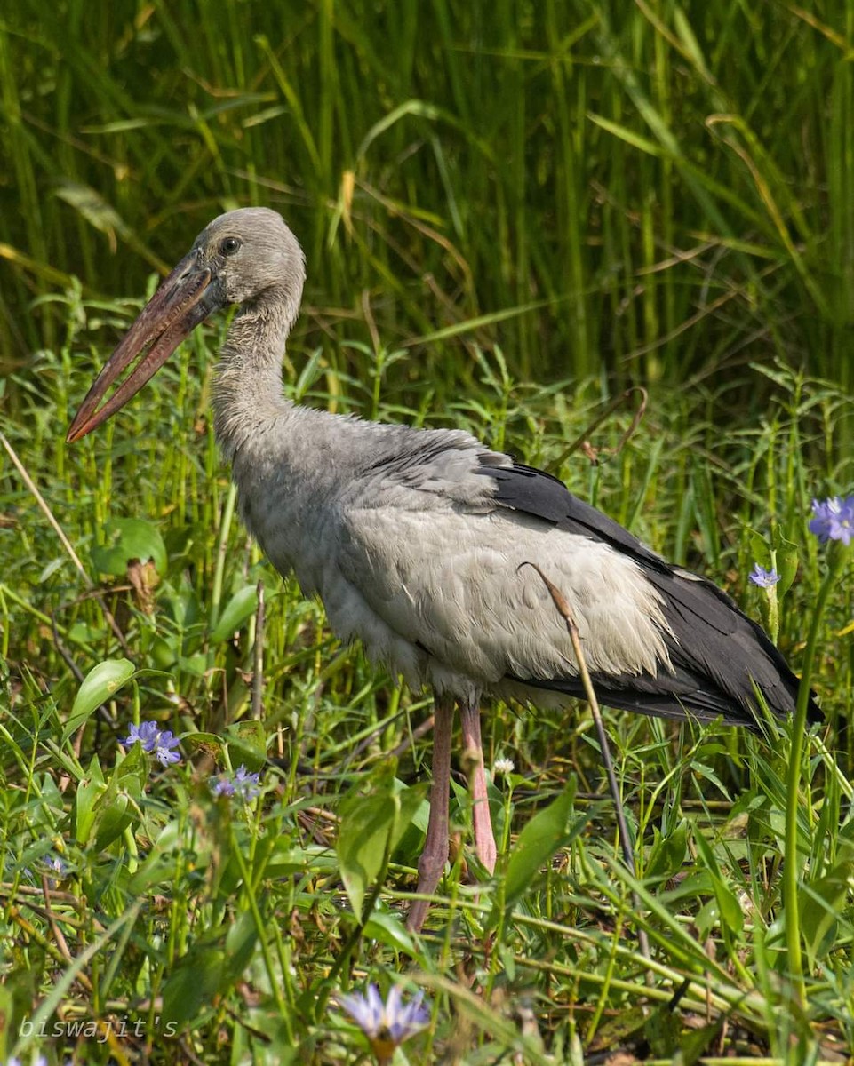 Asian Openbill - ML347656821