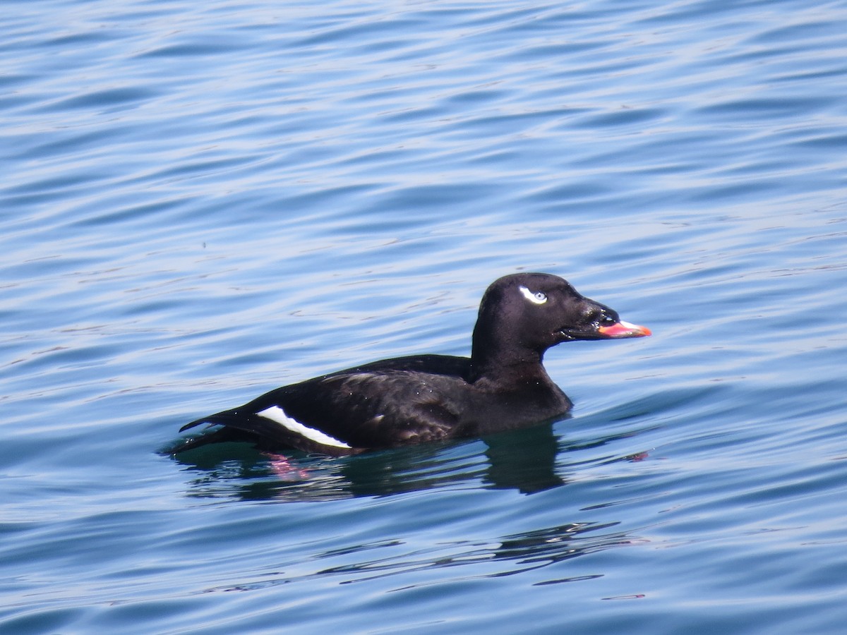 White-winged Scoter - ML347657951