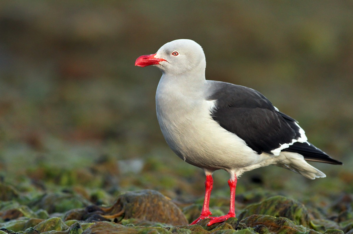 Dolphin Gull - Andrew Spencer