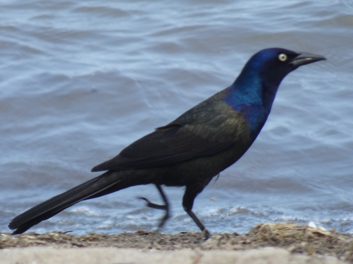 Common Grackle - Thomas Ouchterlony