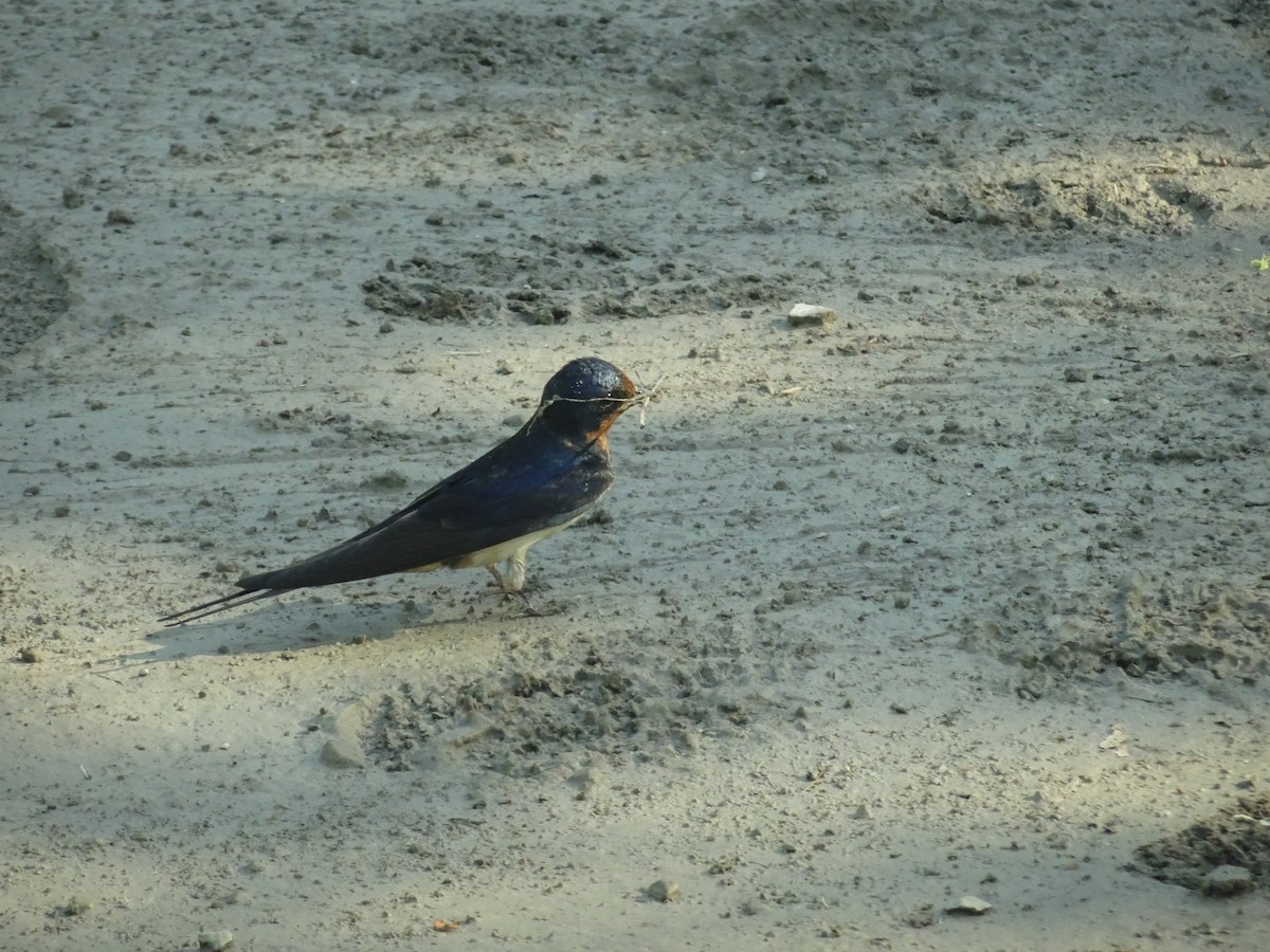 Barn Swallow - Thomas Ouchterlony