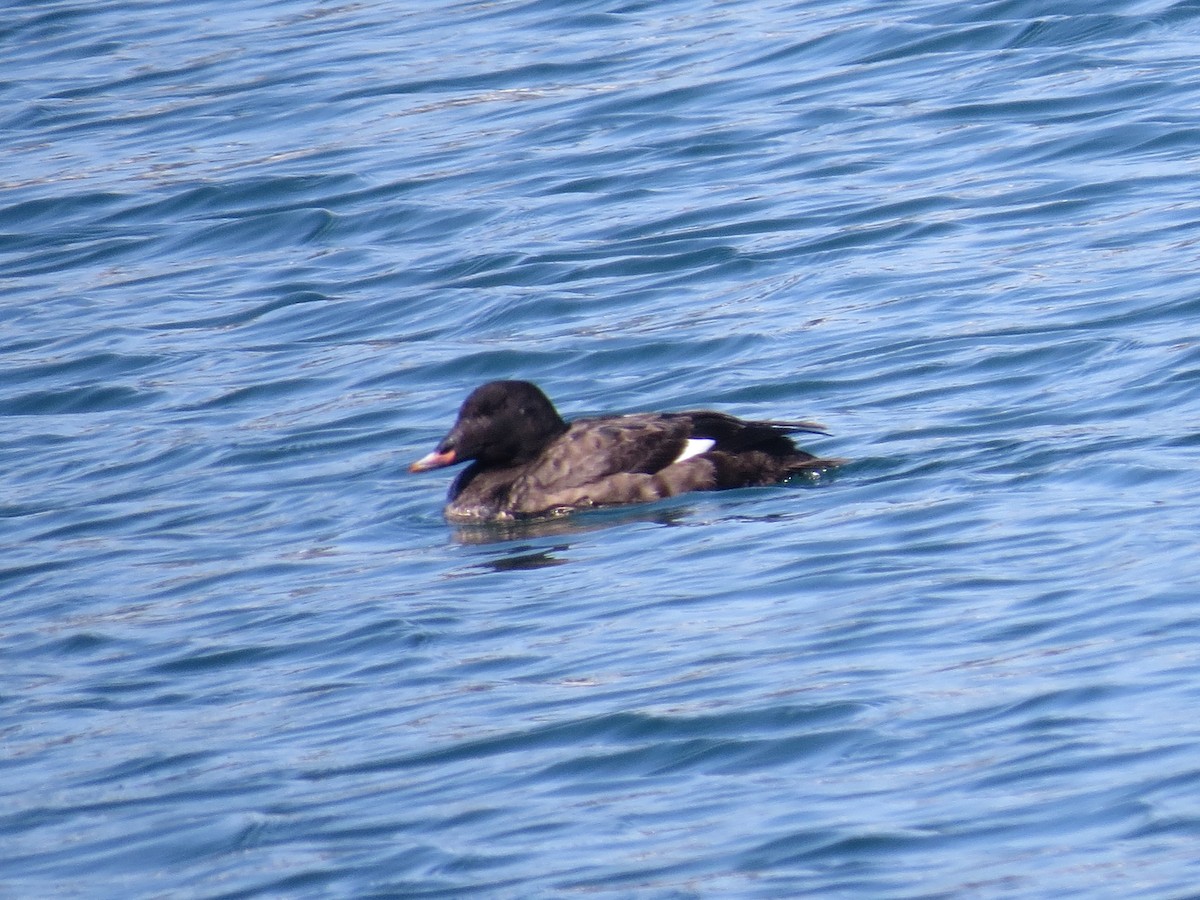 White-winged Scoter - ML347658371