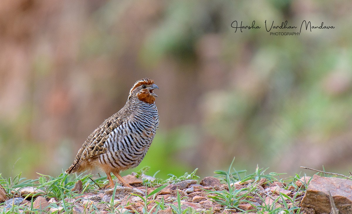 Jungle Bush-Quail - ML347658521