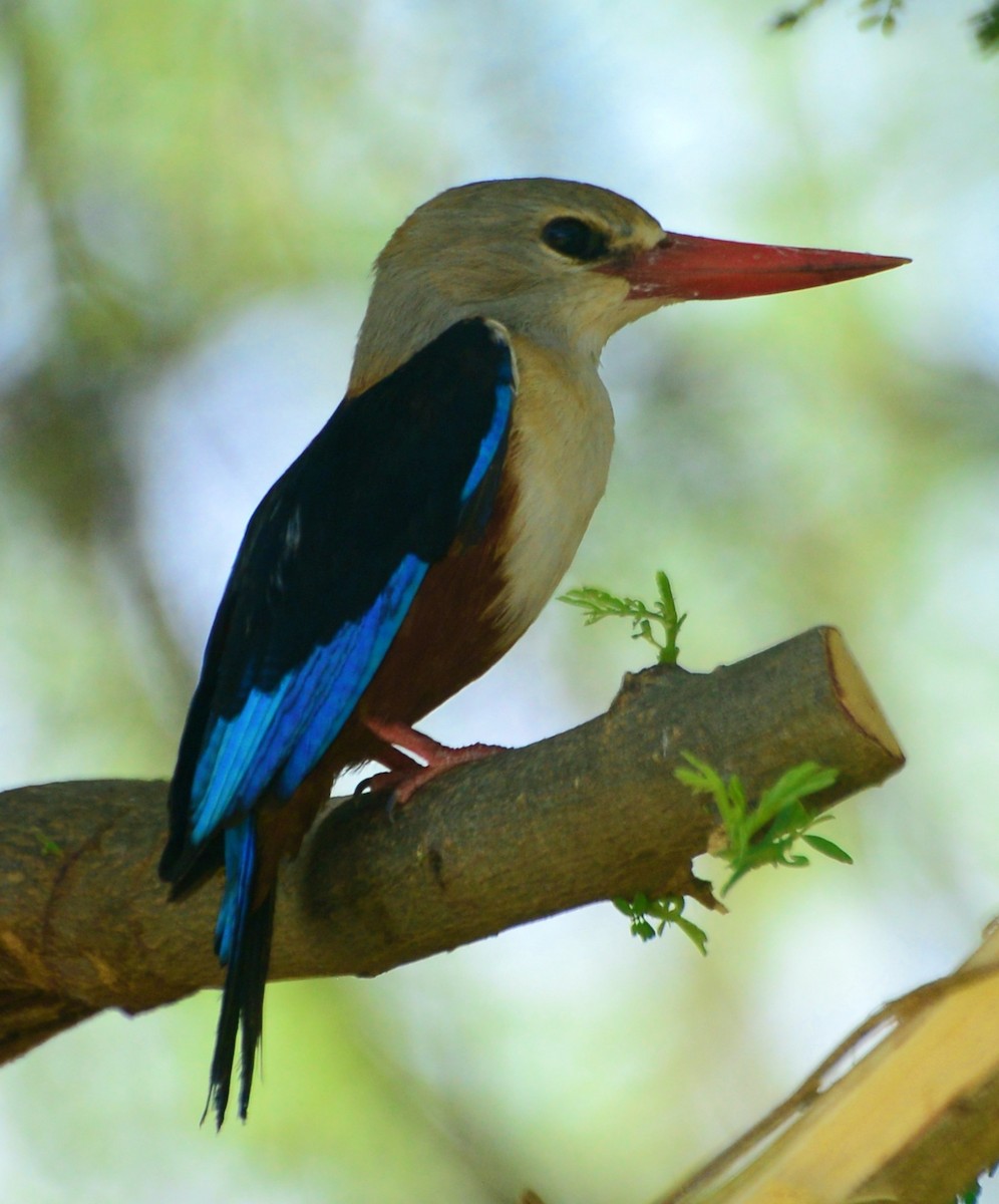 Gray-headed Kingfisher - ML347658561