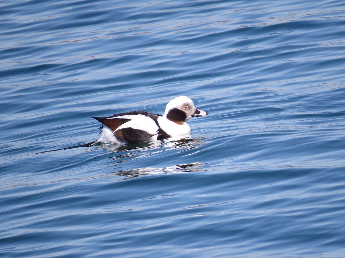 Long-tailed Duck - ML347659181