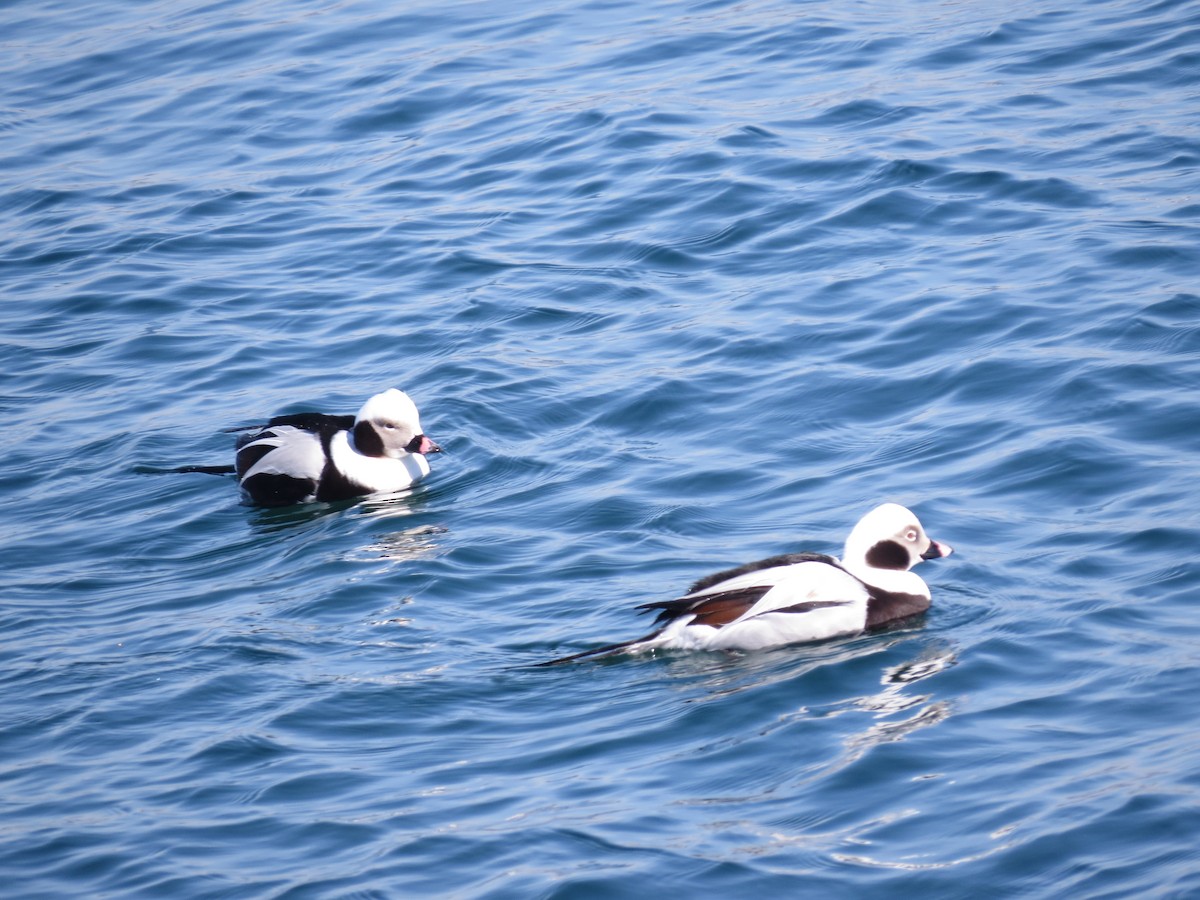 Long-tailed Duck - ML347659221