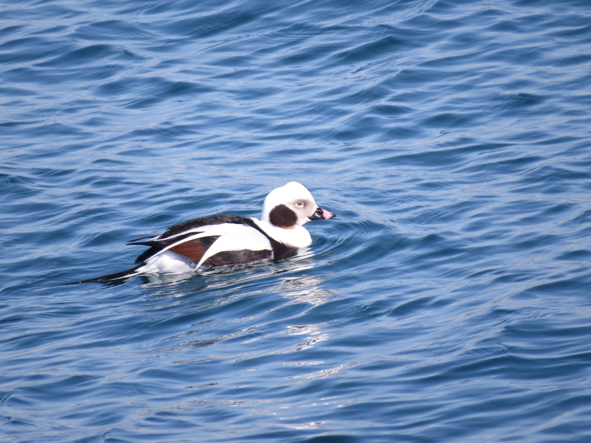Long-tailed Duck - ML347659311